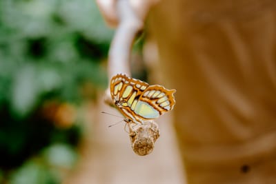 We Will Rest!: The Art of Escape